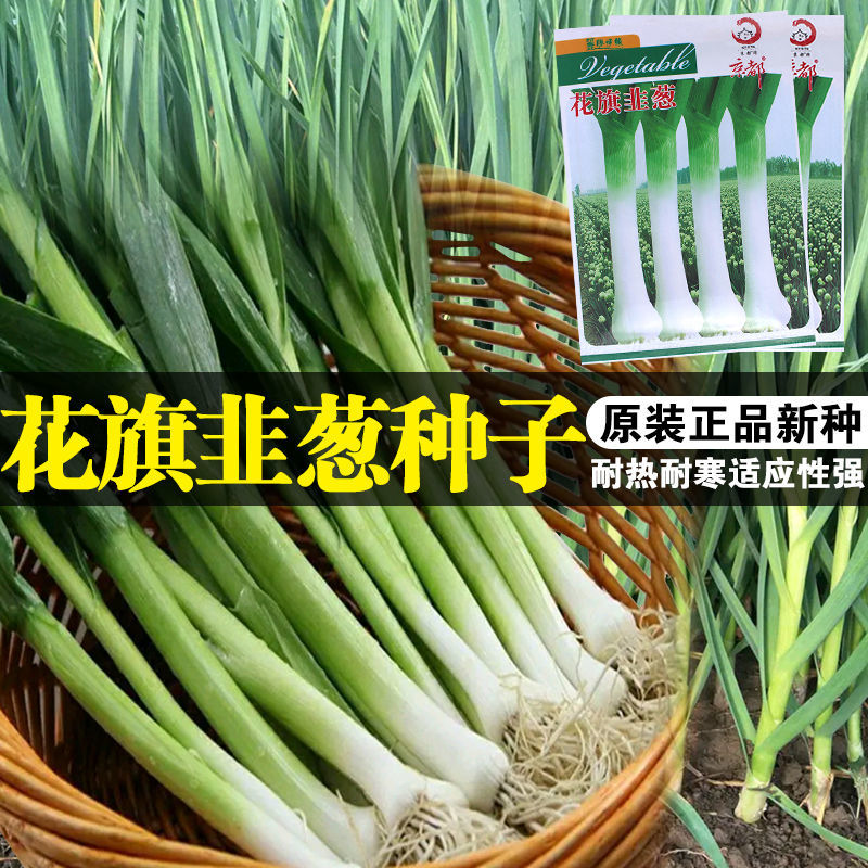 美国花旗青蒜可大面积春季韭葱