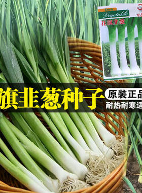 美国花旗青蒜可大面积春季韭葱