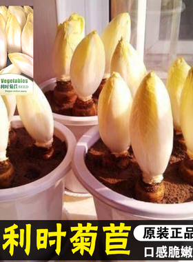 菊苣种子软化四季种籽红色金玉兰菊苣比利时苦菊盆栽菜籽蔬菜种孑
