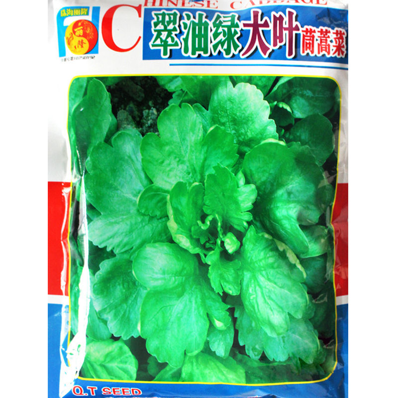 翠油绿大叶茼蒿菜皇帝菜种籽板叶青菜耐热春天秋冬季耐寒蔬菜种孑