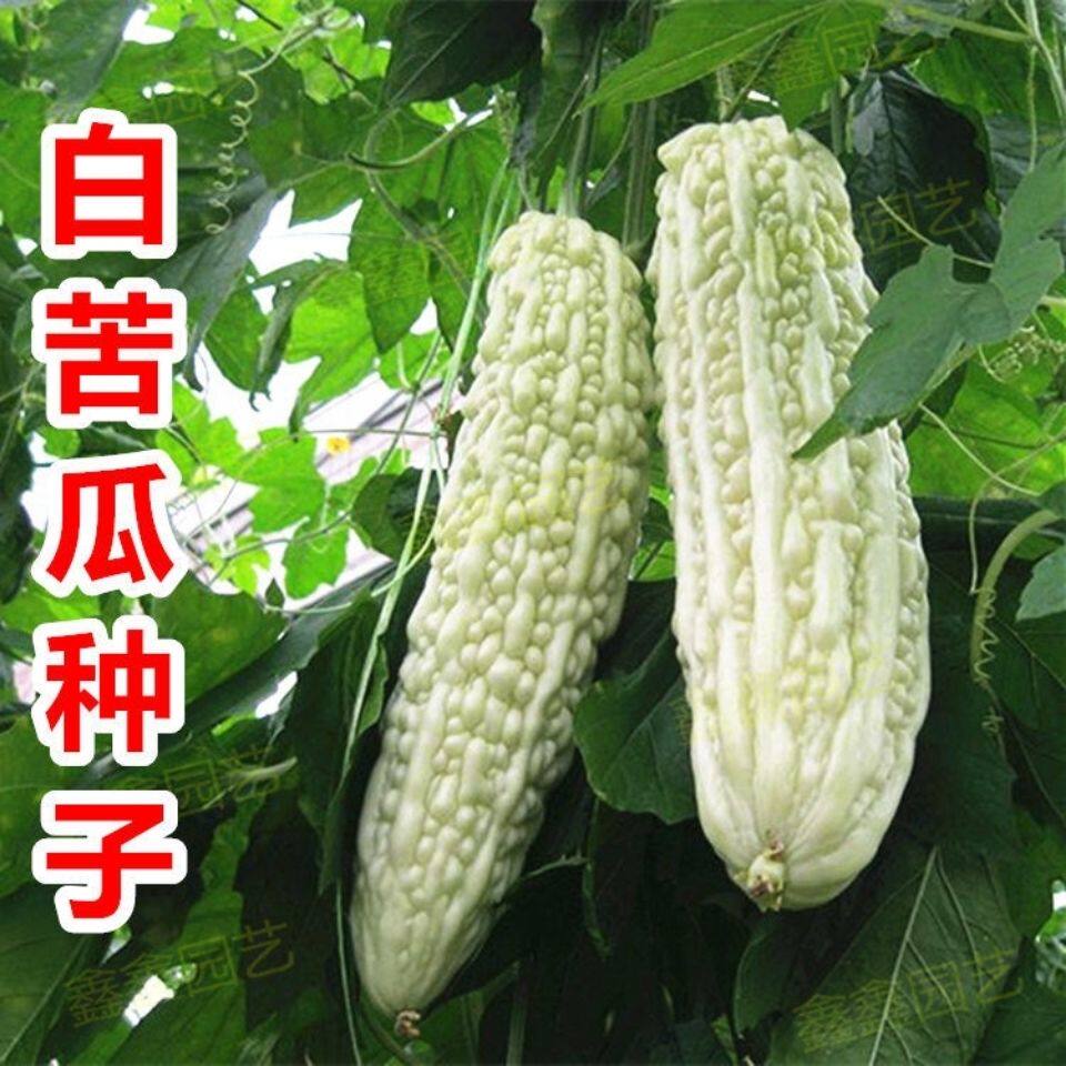 蔬菜种子春季苦瓜种子白玉苦瓜籽长白苦瓜籽阳台庭院种植凉瓜种子