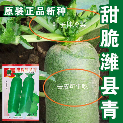 蔬菜甜脆潍县沙窝秋季青萝卜