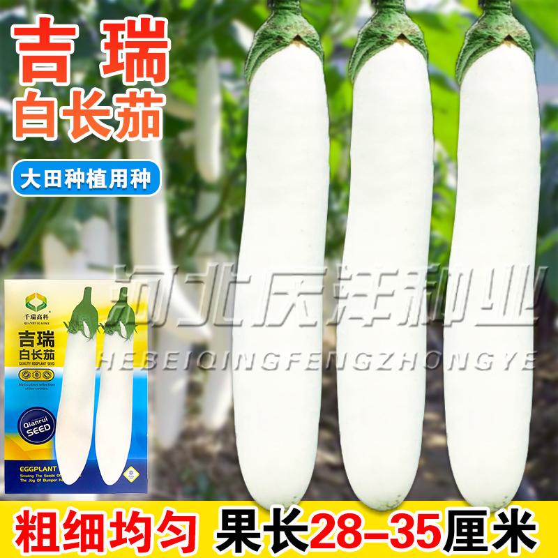 白色长茄种子白茄子种籽雪白茄子四季蔬菜庭院高产白玉象牙白茄子