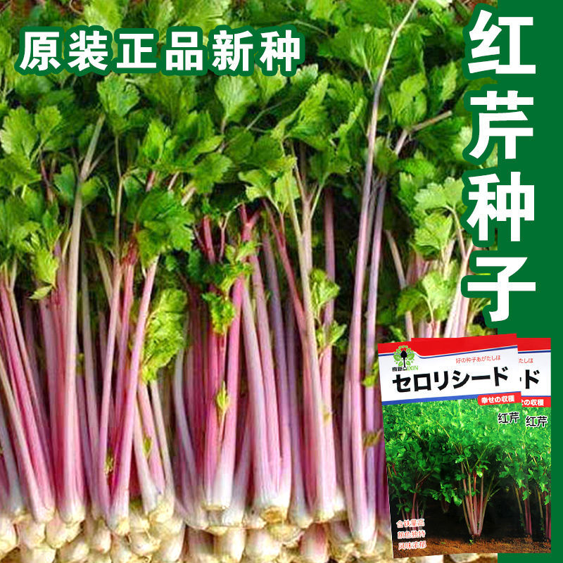 红芹菜种子嫩型彩色芹菜种子营养丰富四季种业营养特菜种子春季