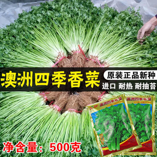 高产抗抽薹香菜种子超大面积种植