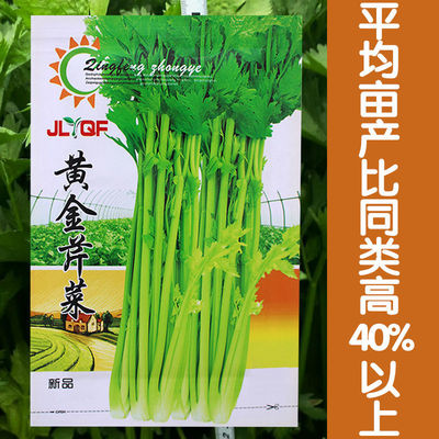 西芹阳台庭院盆栽易种植蔬菜种籽