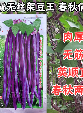 紫色无筋架豆王种子泰国无筋豆种籽豆角长芸豆蔬菜四季豆青豆高产