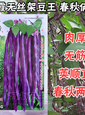 紫色无筋架豆王种子泰国无筋豆