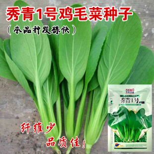 秀青1号鸡毛菜种子上海青油菜种籽四季 小青菜籽蔬菜种孑小白菜籽