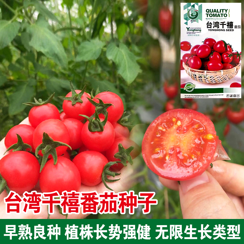 台湾千禧番小茄种子圣女果小西红柿种籽高产抗病四季播大田蔬菜孑