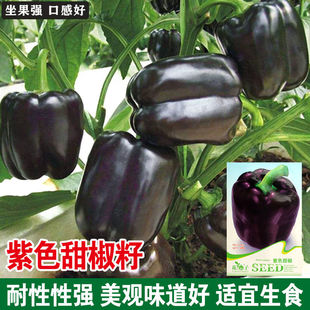 紫色甜椒种子多彩甜椒种籽灯笼椒观赏食用紫玉彩色辣椒种子