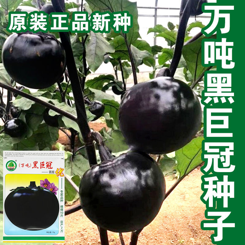 圆茄种子茄子籽特大茄子快圆茄种籽高产抗病四季播春夏季紫茄子