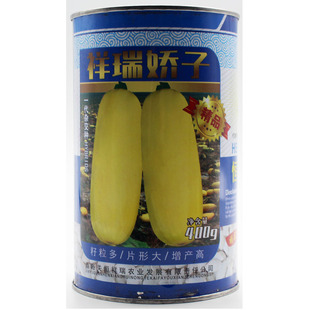 祥瑞娇子多籽南瓜种子 专门产籽 高产籽用西葫芦 籽用西葫芦种子