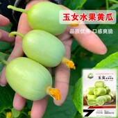 迷你玉女黄瓜种籽高产水果小黄瓜种孑春秋四季 阳台盆栽甜脆青瓜子