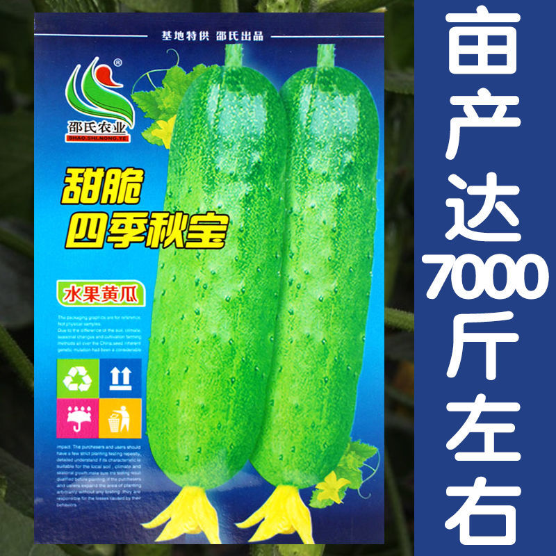 脆甜四季秋宝黄瓜水果黄瓜干黄瓜小黄瓜种籽夏季耐热黄瓜籽春秋种