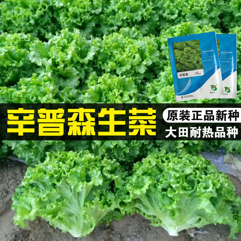 进口生菜种子 辛普森精英生菜 生长速度快 抗热耐抽苔 可四季栽培