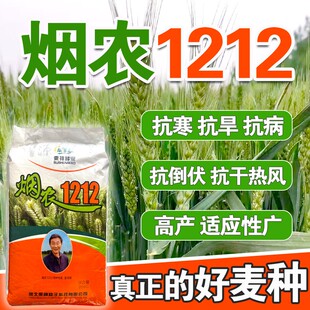 烟农1212小麦原种大穗国审高产矮杆抗病抗倒抗冻小麦种子烟农19