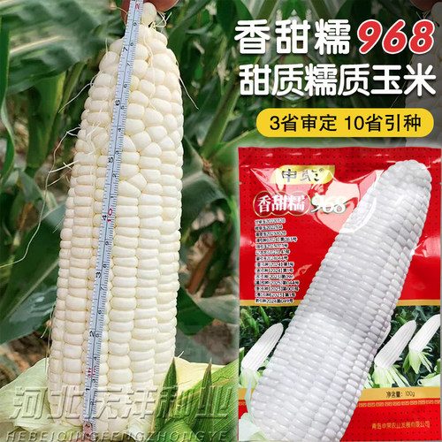 申荣白糯玉米种子香甜易种