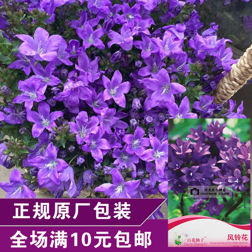 易活室内盆栽冬季风铃花