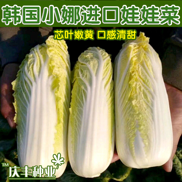 韩国进口娃娃菜种子小娜 黄心菜种子耐热耐寒 早熟四季春播白菜籽
