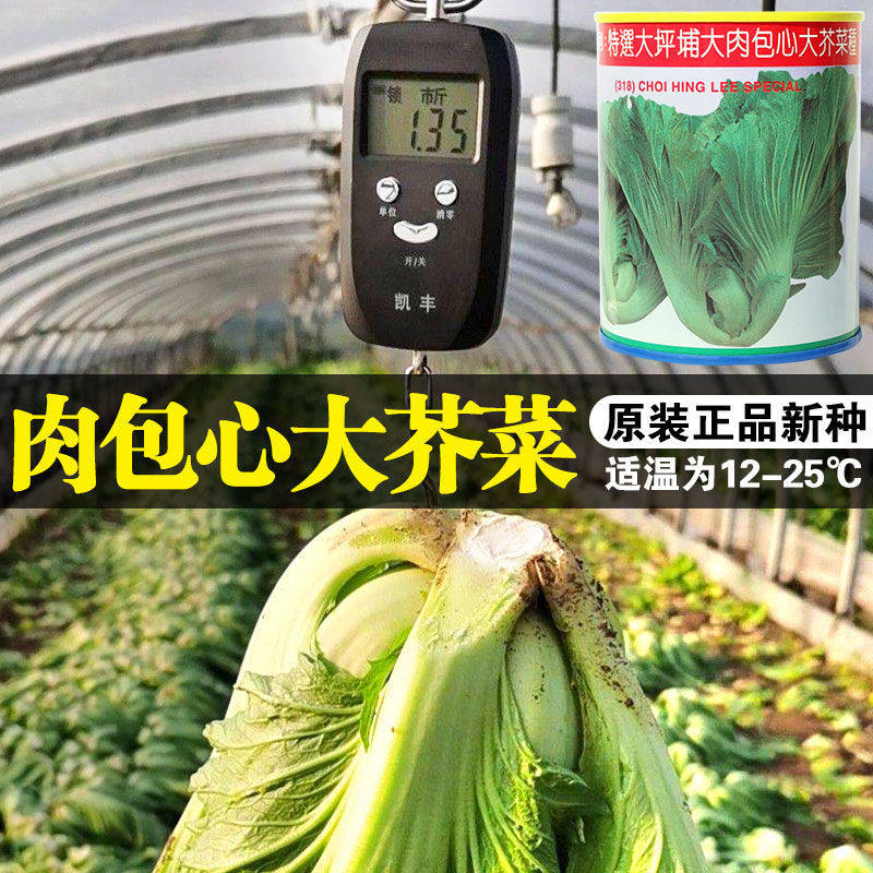 【肉包心芥菜】利农大肉包心芥菜种子 包心辣菜 作酸菜 腌制咸菜
