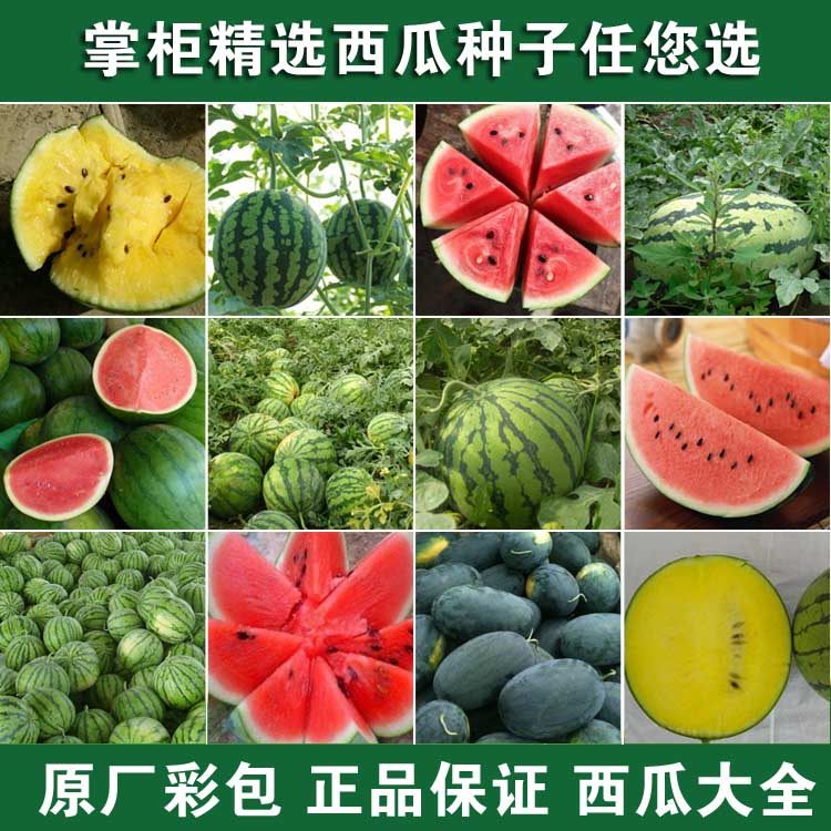 各种西瓜种子西瓜种子籽特大高产巨型甜王南方小四季蔬菜水果种孑