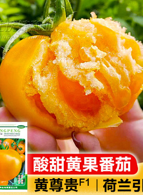 黄色大西红柿种子沙瓤大黄柿子种子老品种西红柿阳台盆栽蔬菜种子