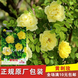 黄刺玫种子 刺玖花 破皮刺玫 多花蔷薇黄刺梅种子 刺玫花种子