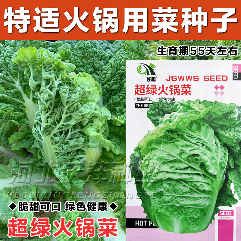 超绿火锅菜麻叶白菜种子