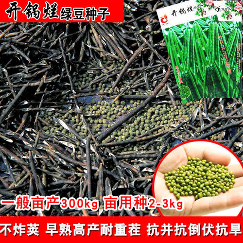 农家开锅烂绿豆早熟五谷杂种子