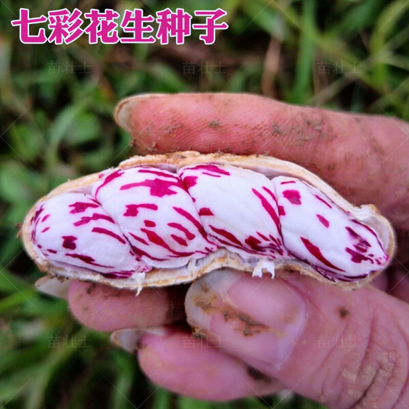 新货七彩花生种子籽蔬菜种子种籽老品种花皮紫皮花生黑紫花生春季