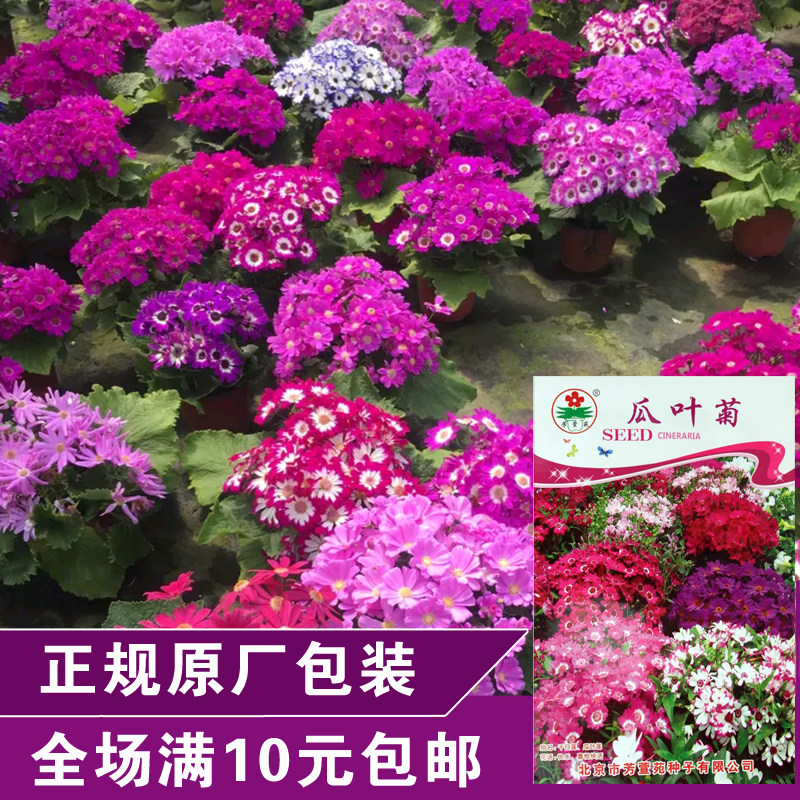 花卉瓜叶菊种子 大花瓜叶菊小丑 耐寒菊花 迷你盆栽混色装 四季播