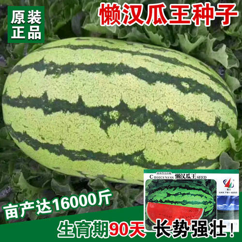 懒汉巨型早熟特大四季西瓜种子