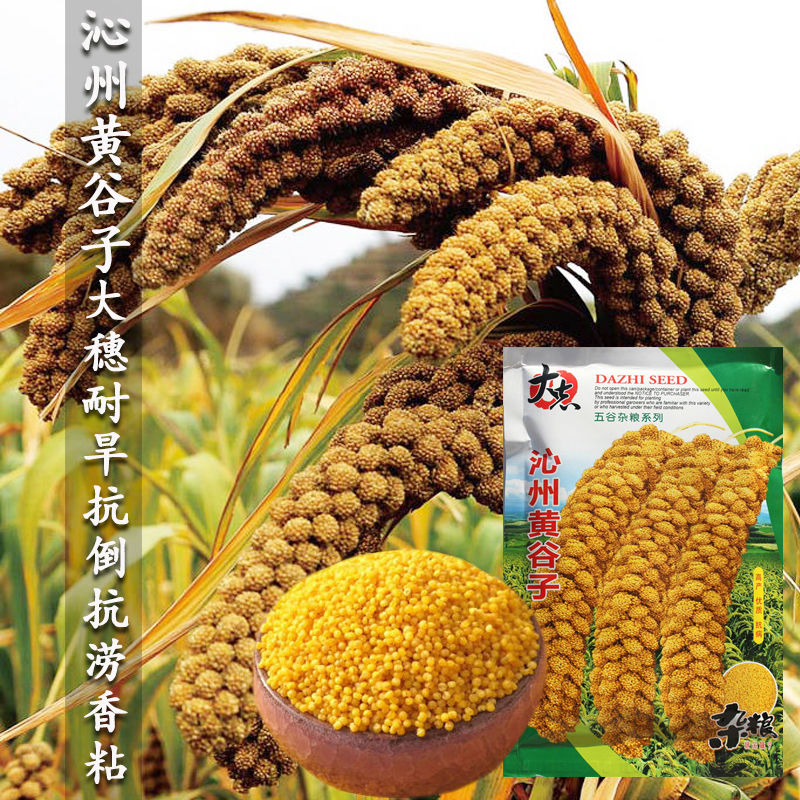 山西沁州黄小米谷子新谷粮食种子