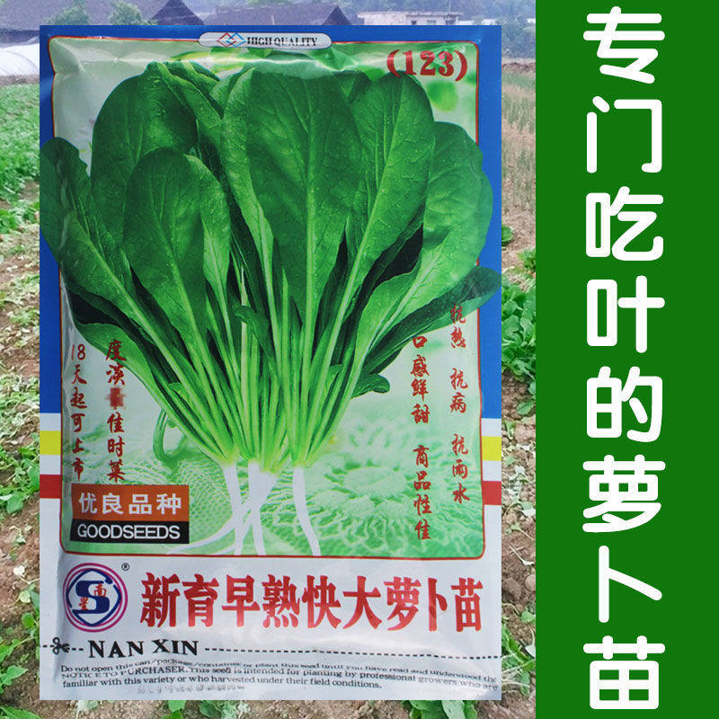 苗用萝卜种子专吃叶的萝卜苗小青菜春季四季播高产阳台盆栽菜种籽