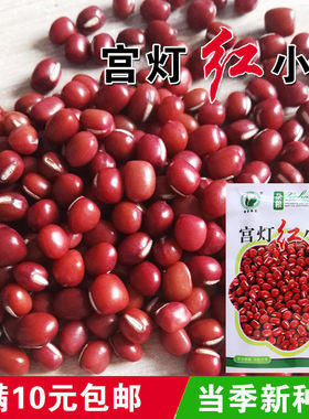 【宫灯红小豆种子】红小豆五谷杂粮相思豆红粮食种子高产营养豆种