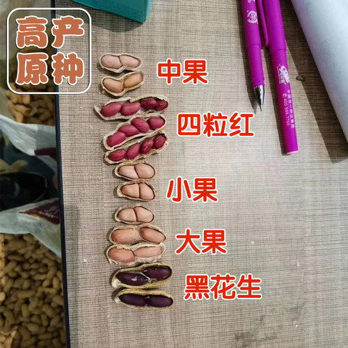 四粒红抗倒伏带壳春季花生种子