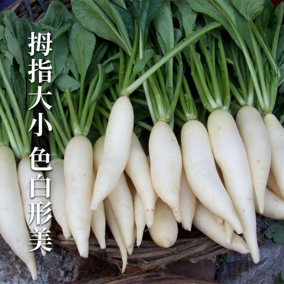 南韩小白萝卜种子秋播小萝卜籽腌制庭院阳台盆栽拇指农家蔬菜种孑