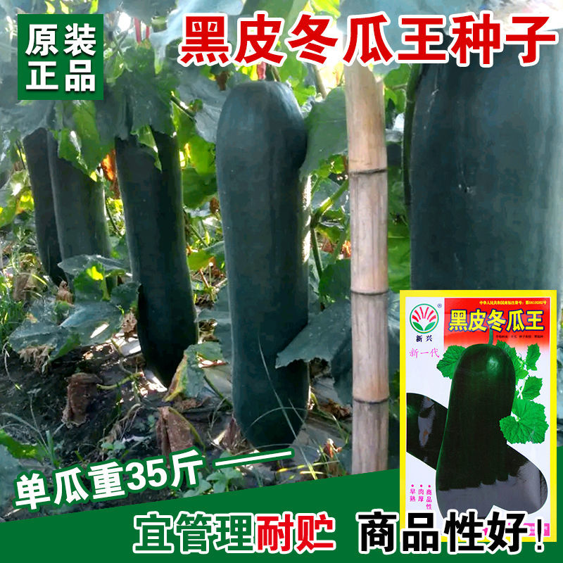 黑皮冬瓜王超大高产冬瓜种子春季特大抗病巨型大冬瓜籽60斤耐储运