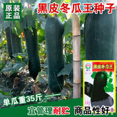 黑皮冬瓜王超大高产冬瓜种子春季 特大抗病巨型大冬瓜籽60斤耐储运
