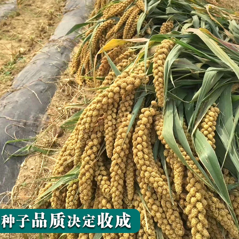 吨谷鸟不叼小米种子谷种谷子 春季抗鸟害香谷糯 黄谷粟米小香米籽