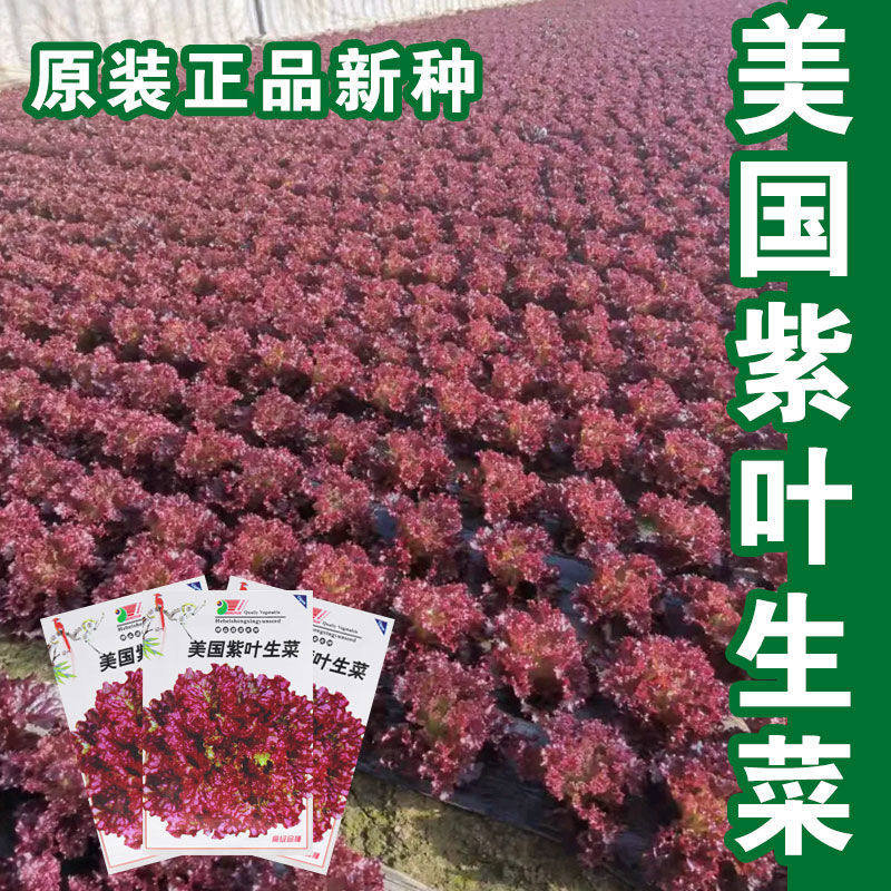 美国紫生菜种子紫红生菜四季播 阳台种子盆栽 菜脆嫩紫叶生菜,鲜花速递/花卉仿真/绿植园艺,家庭园艺种子,淘宝优惠券,粉丝福利购,淘宝优惠卷