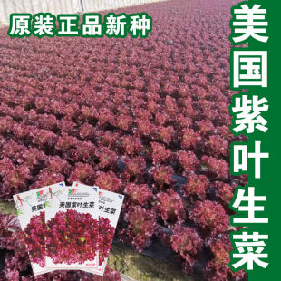 美国紫生菜种子紫红生菜四季 绿色菜脆嫩紫叶生菜 阳台种子盆栽 播