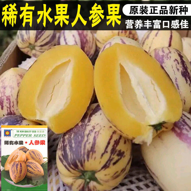 稀有水果人参果四季播种农家盆栽庭院菜园云南石林人参果蔬菜种子