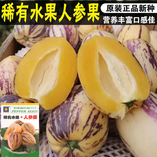 四季播种农家庭院盆栽人参果种子