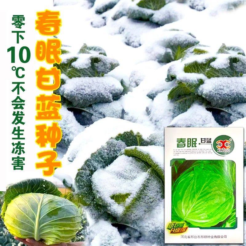 春眠甘蓝种子越冬甘蓝种籽秋冬四季阳台盆栽春季农家蔬菜籽种大全