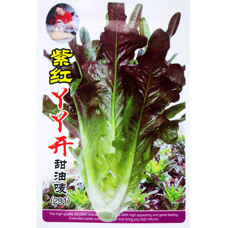 甜麦菜种子甜油唛 甜唛菜 苦荬菜 苦麦菜种子苦麥菜高产甜唛菜