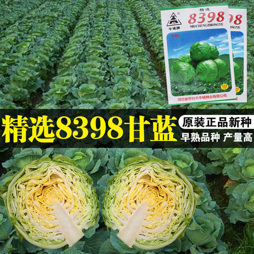 中甘十一甘蓝种子大头菜包菜春季秋季四季高产盆栽蔬菜种籽孑