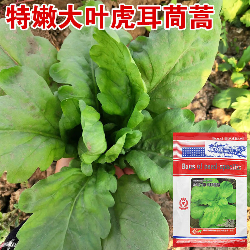 特嫩大叶虎耳茼蒿种子板叶茼蒿菜春季种业清香味浓唐篙菜种子耐寒