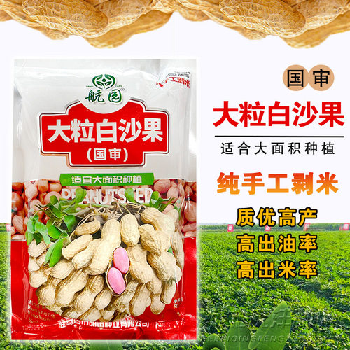 大小白沙带壳原种花生籽春季大果超高产花生种子原种早熟山东鲁花